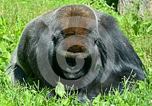 Silver back Gorillas are ground-dwelling, predominantly herbivorous ape