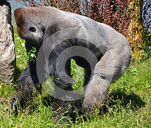 Silver back Gorillas are ground-dwelling, predominantly herbivorous ape