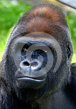 Silver back Gorillas are ground-dwelling, predominantly herbivorous ape