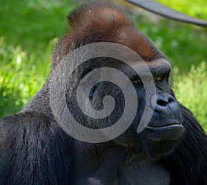 Silver back Gorillas are ground-dwelling, predominantly herbivorous ape