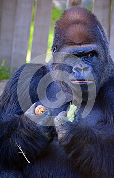 Silver back gorillas are ground-dwelling, predominantly herbivorous apes