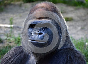 Silver back gorillas are ground-dwelling, predominantly herbivorous apes