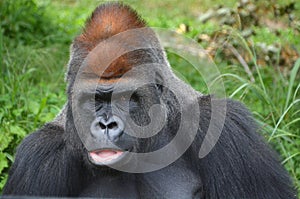 Silver back gorillas are ground-dwelling, predominantly herbivorous apes