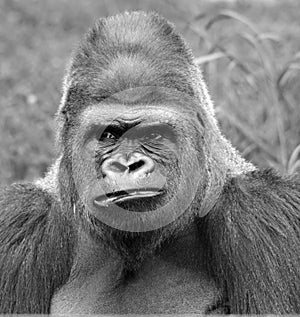 Silver back gorillas are ground-dwelling, predominantly herbivorous apes