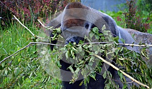 Silver back gorillas are ground-dwelling, predominantly herbivorous apes