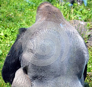 Silver back gorillas are ground-dwelling, predominantly herbivorous apes