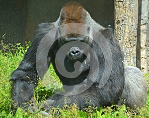 Silver back gorillas are ground-dwelling, predominantly herbivorous apes