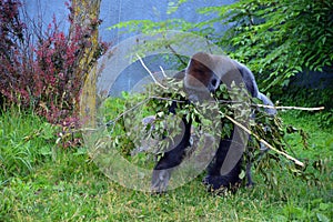 Silver back gorillas are ground-dwelling, predominantly herbivorous apes