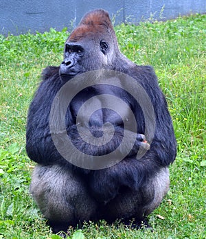 Silver back gorillas are ground-dwelling, predominantly herbivorous apes