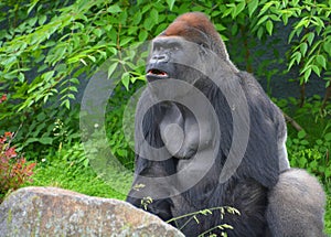 Silver back gorillas are ground-dwelling, predominantly herbivorous apes