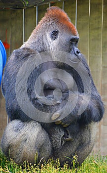 Silver back gorillas are ground-dwelling, predominantly herbivorous apes