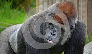 Silver back gorillas are ground-dwelling, predominantly herbivorous apes