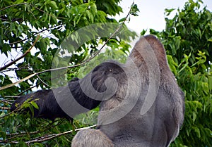 Silver back gorillas are ground-dwelling, predominantly herbivorous apes