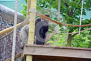 Silver back gorillas are ground-dwelling, predominantly herbivorous apes