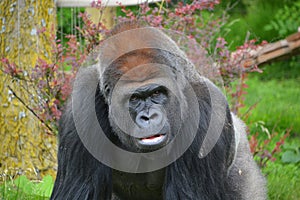 Silver back gorillas are ground-dwelling, predominantly herbivorous apes