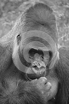 Silver back gorillas are ground-dwelling, predominantly herbivorous apes