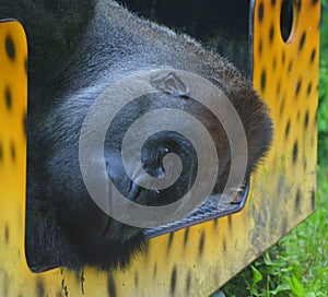 Silver back gorillas are ground-dwelling, predominantly herbivorous apes