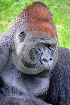 Silver back gorillas are ground-dwelling, predominantly herbivorous apes