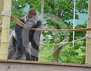 Silver back gorillas are ground-dwelling, predominantly herbivorous apes