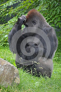 Silver back gorillas are ground-dwelling, predominantly herbivorous apes