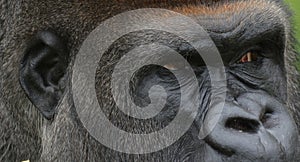 Silver back gorillas are ground-dwelling, predominantly herbivorous apes photo