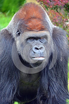 Silver back gorillas are ground-dwelling, predominantly herbivorous apes photo