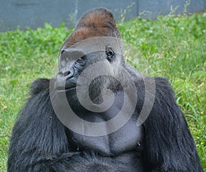 Silver back gorillas are ground-dwelling, predominantly herbivorous apes photo