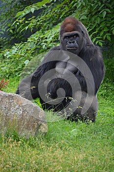 Silver back gorillas are ground-dwelling, predominantly herbivorous apes photo