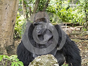 Silver-back Western Lowland Gorilla