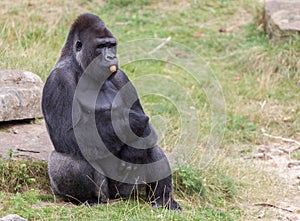 Silver backed male Gorilla