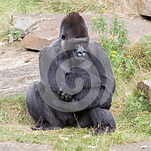 Silver backed male Gorilla