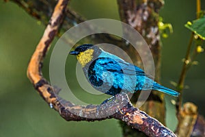 Silver Backed Tanager