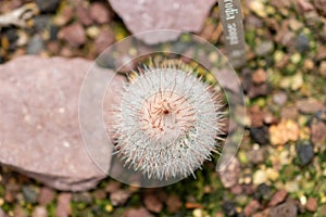Silver ball cactus or Parodia Scopa plant in Saint Gallen in Switzerland photo