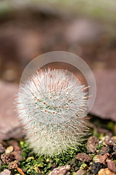 Silver ball cactus or Parodia Scopa plant in Saint Gallen in Switzerland photo