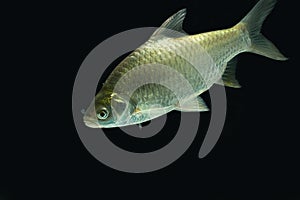 Silver barb on the dark