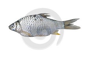 Silver barb fish