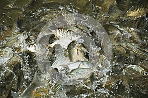 Silver Barb fish.