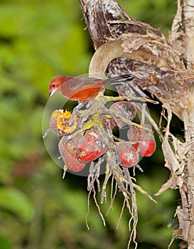 Silver-beaked Tanager with fruit