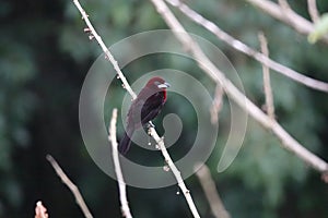 Silver-beaked tanager male at Asa Wright In Trinidad and Tobago