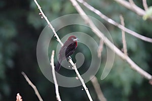 Silver-beaked tanager male at Asa Wright In Trinidad and Tobago photo