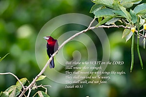 Silver-beaked Tanager in the rainforest with an encouraging quotation about waiting.