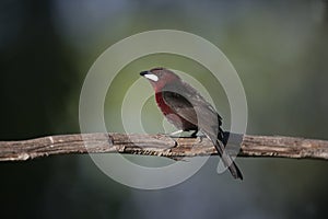 Silver-beaked tanager, Ramphocelus carbo