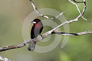 Silver-beaked tanager, Ramphocelus carbo