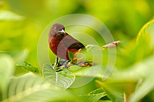 Silver-beaked tanager, Ramphocelus carbo, passerine exotic bird from Trinidad and Tobago. Wildlife scene from tropical forest. Tan