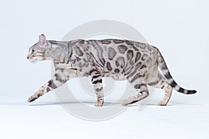 Silver Bengal Cat in studio