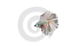 Silver betta fish white background