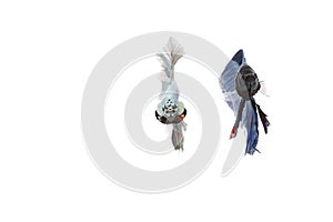 Silver betta fish white background