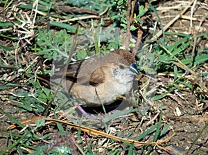 Silver bill bird on ground.