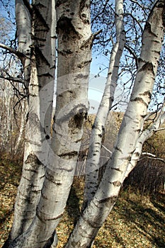Silver Birch
