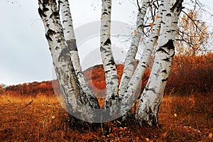 Silver birch